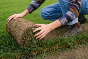 Person installing sod