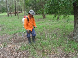 Man spraying weeds with herbicide