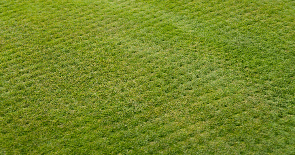 aerating kentucky buegrass