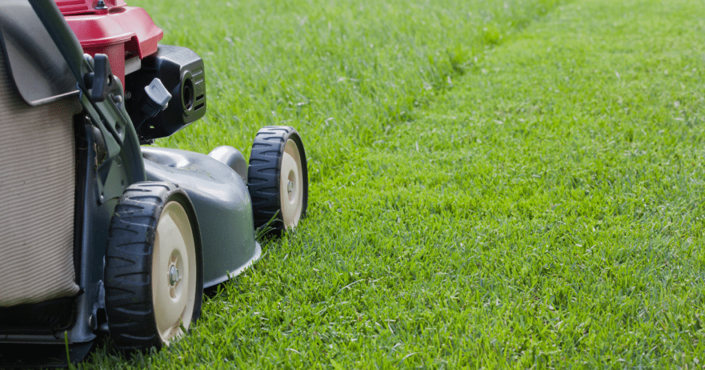 mowing kentucky bluegrass