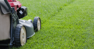 Lawn - Lawn Mower