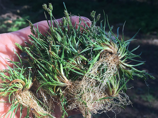 grass with dry roots