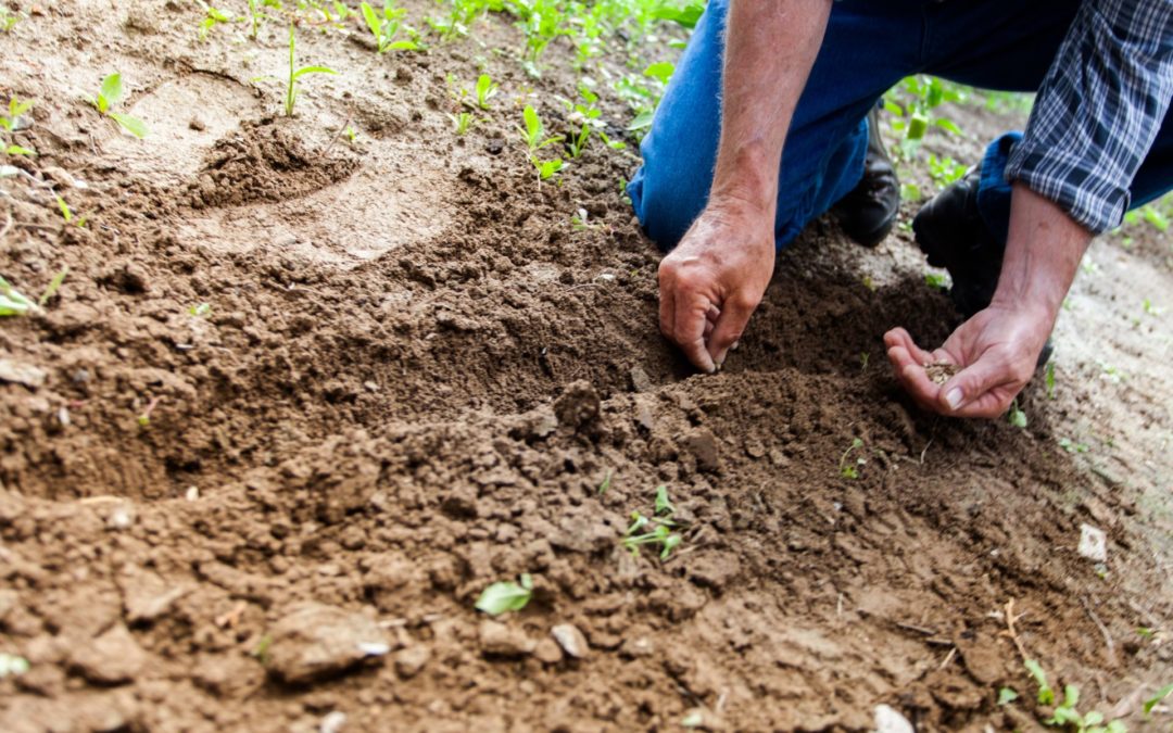 Prepare Soil for Sod