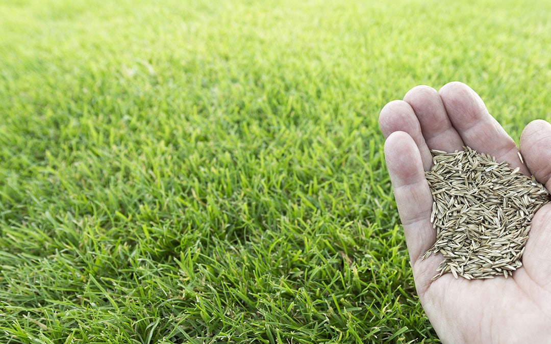 A hand holding grass seed against a grassy lawn