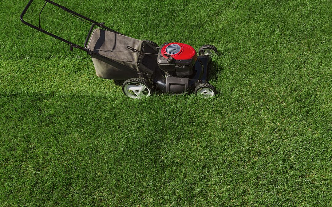 How to Take Care of Your Lawn Year-Round