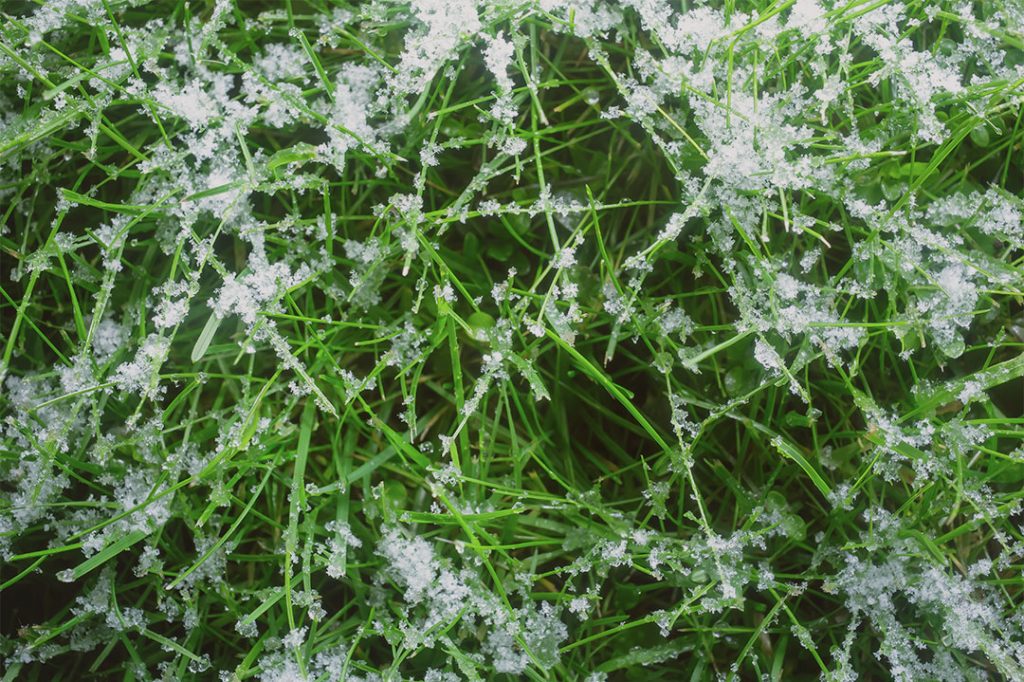 snow on grass