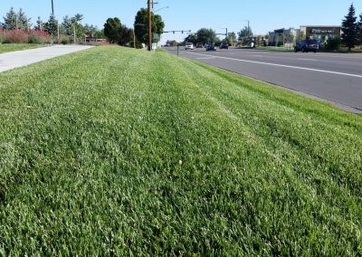 Turf Fescue