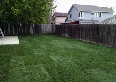 Yeti Grass Back Yard