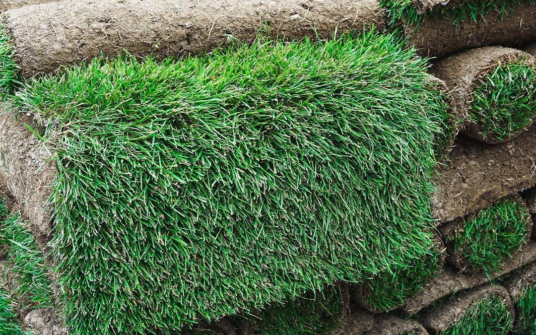 Can You Lay Sod Over Existing Grass?