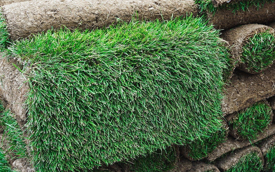 light green sod roll