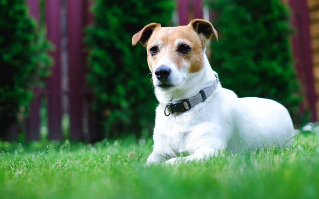 dog sitting on green grass with brown ears and white body