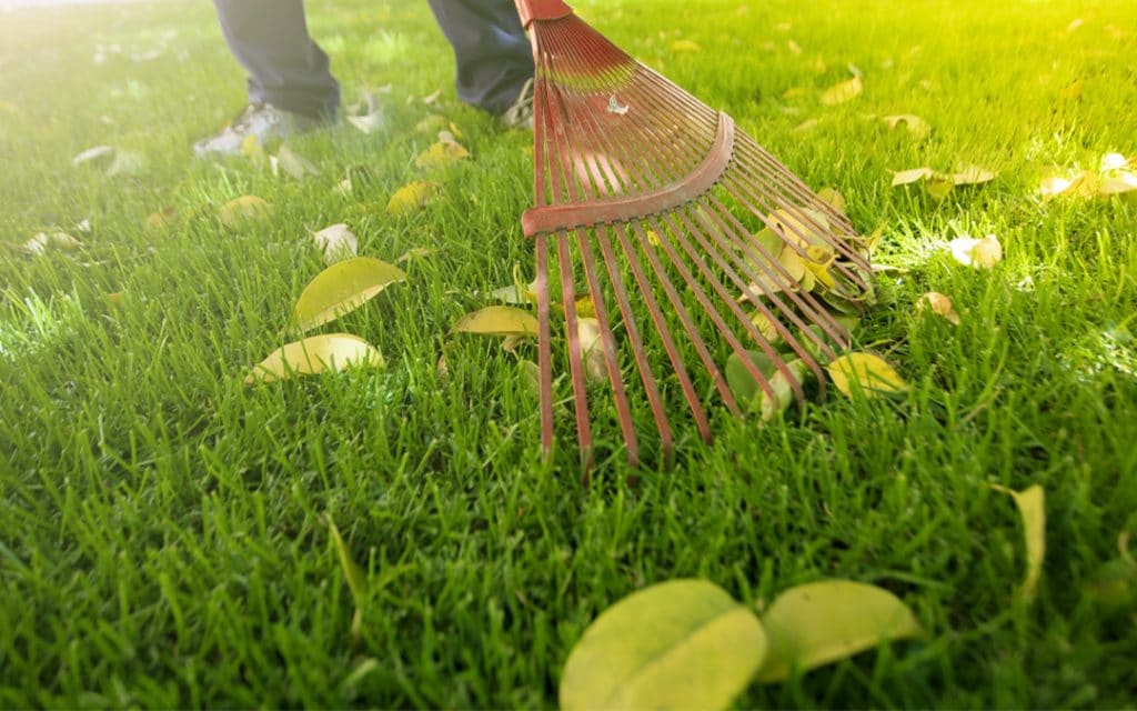 person raking leaves off grass