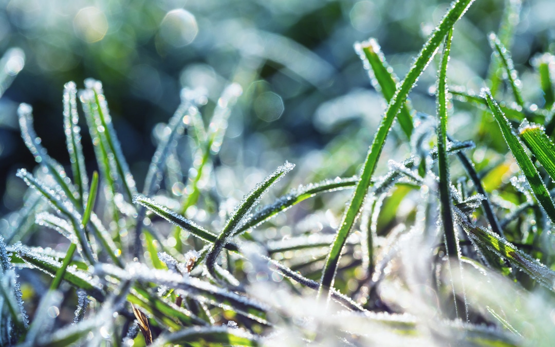 frosted blades of grass