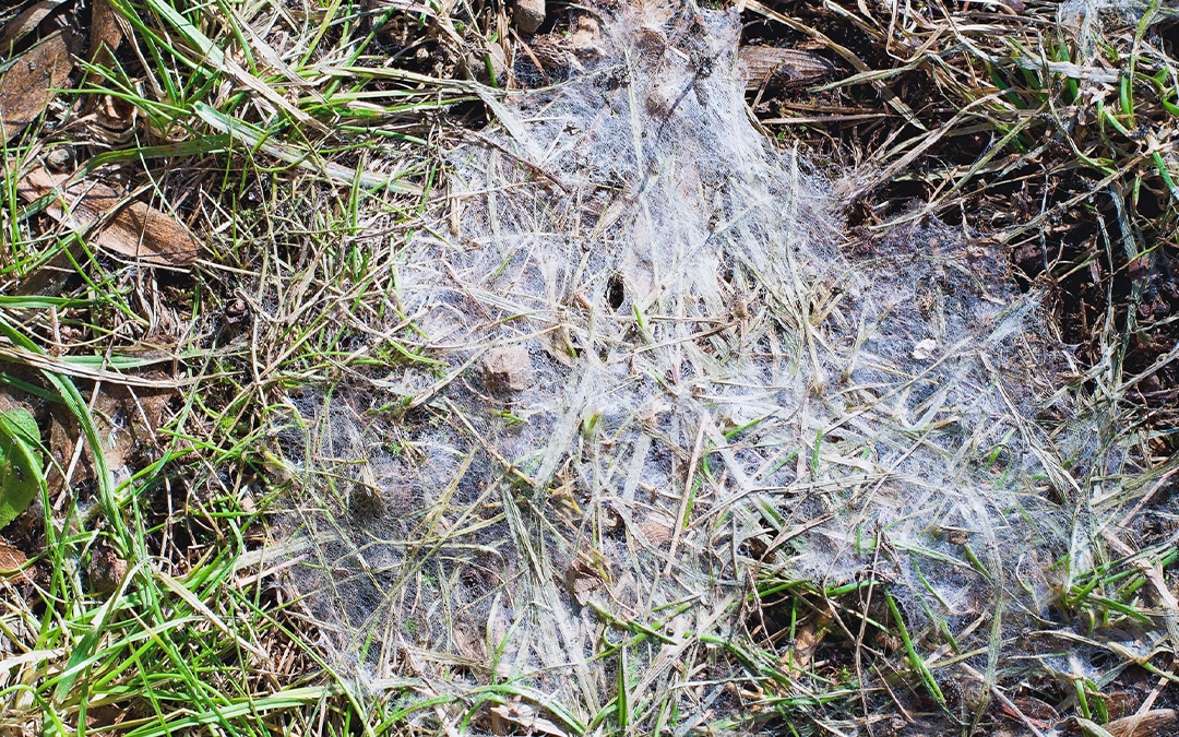 grass with snow mold